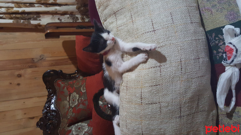 Tuxedo (Smokin) Kedi, Kedi  Zeytin fotoğrafı
