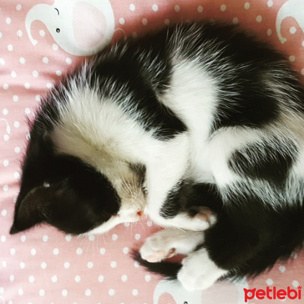 Tuxedo (Smokin) Kedi, Kedi  Zeytin fotoğrafı