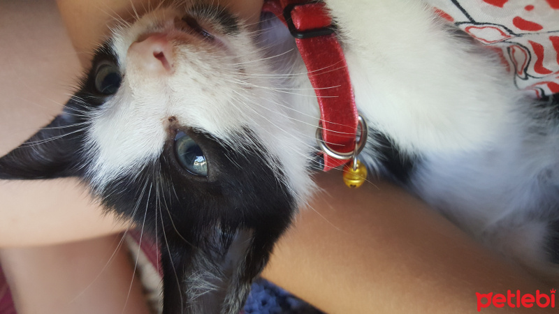 Tuxedo (Smokin) Kedi, Kedi  Zeytin fotoğrafı