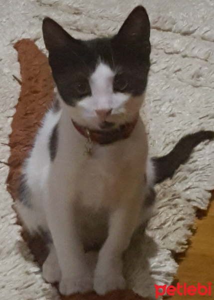 Tuxedo (Smokin) Kedi, Kedi  Zeytin fotoğrafı