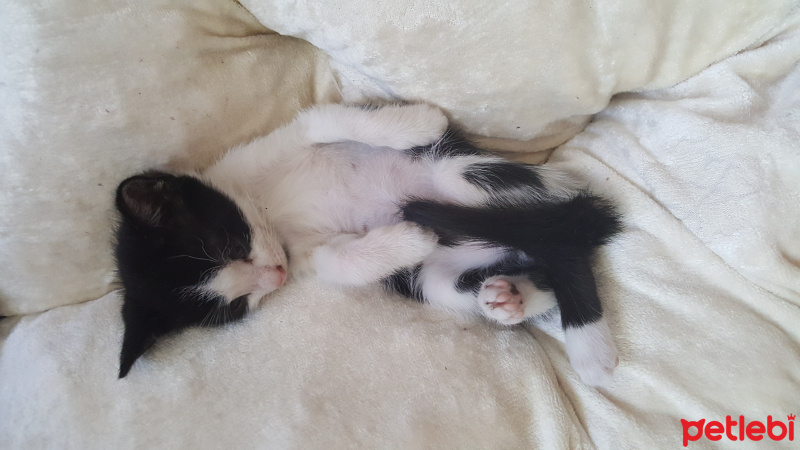 Tuxedo (Smokin) Kedi, Kedi  Zeytin fotoğrafı