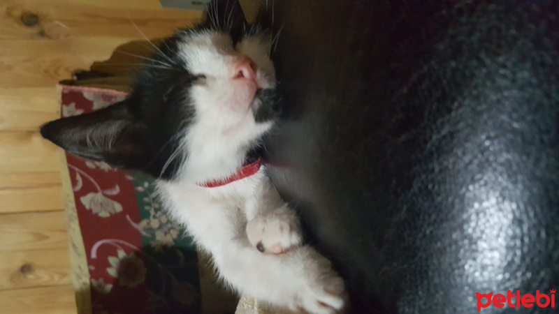 Tuxedo (Smokin) Kedi, Kedi  Zeytin fotoğrafı