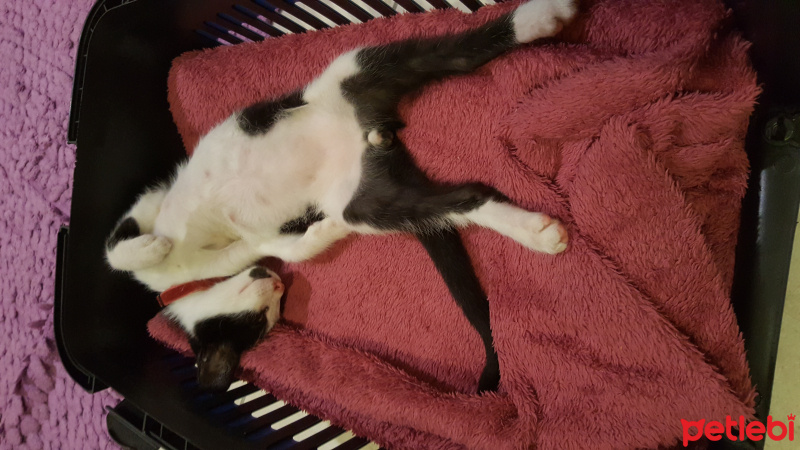 Tuxedo (Smokin) Kedi, Kedi  Zeytin fotoğrafı