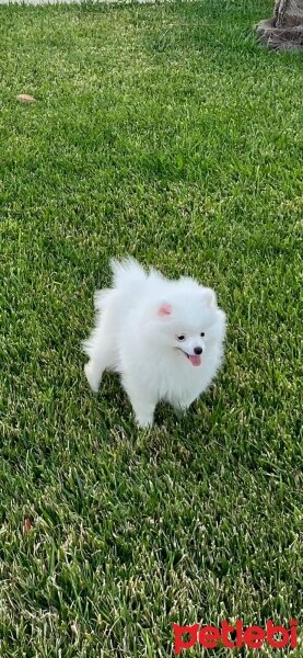 Pomeranyalı, Köpek  Bo fotoğrafı