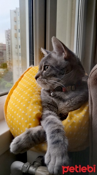 Tekir Kedi, Kedi  Mırnav fotoğrafı