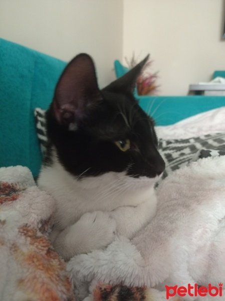 Tuxedo (Smokin) Kedi, Kedi  Helva fotoğrafı