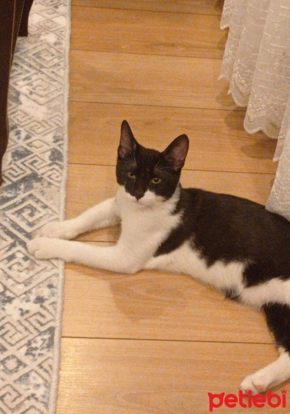 Tuxedo (Smokin) Kedi, Kedi  Helva fotoğrafı