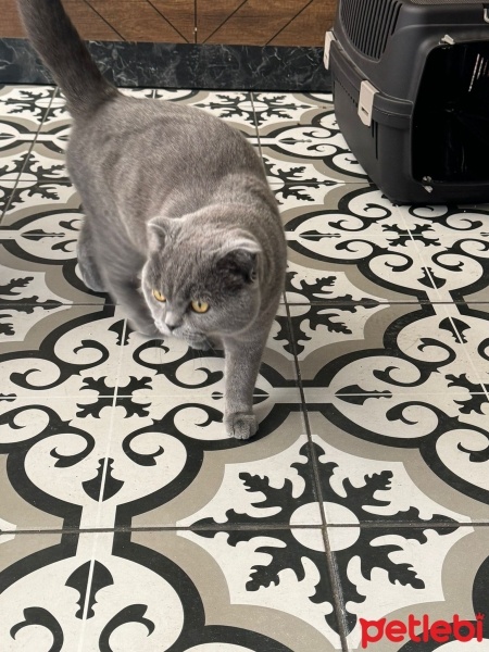 British Shorthair, Kedi  Kırmızı fotoğrafı