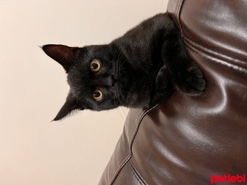 Bombay, Kedi  Gece fotoğrafı