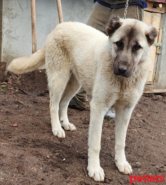 Kangal, Köpek  Gökçe fotoğrafı