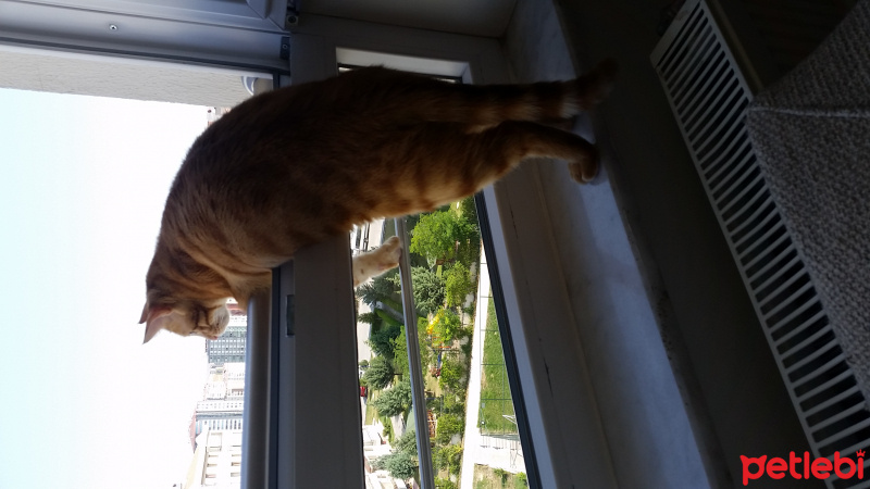 Tekir Kedi, Kedi  Puşkul fotoğrafı