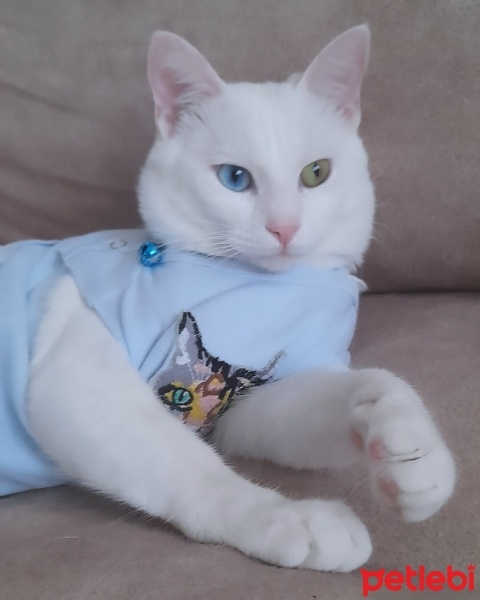 Van Kedisi, Kedi  Mercan fotoğrafı