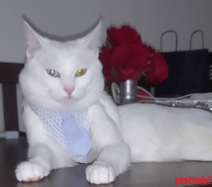 Van Kedisi, Kedi  Mercan fotoğrafı