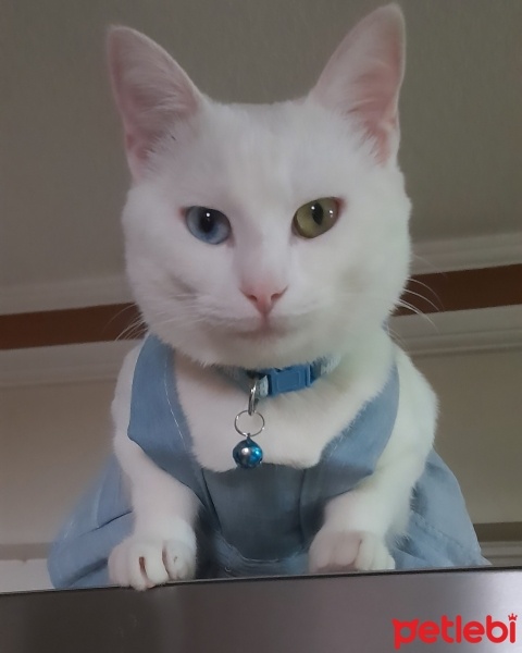 Van Kedisi, Kedi  Mercan fotoğrafı