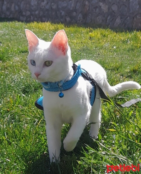 Van Kedisi, Kedi  Mercan fotoğrafı