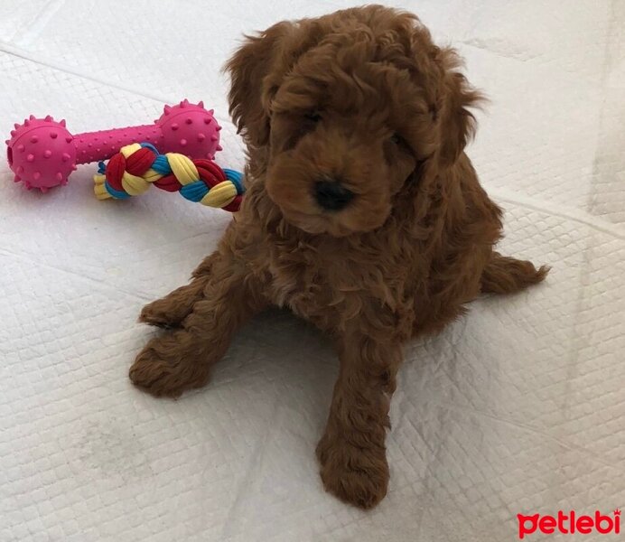 Poodle (Minyatür Kaniş), Köpek  Chewie fotoğrafı