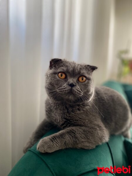 Scottish Fold, Kedi  Simsar fotoğrafı