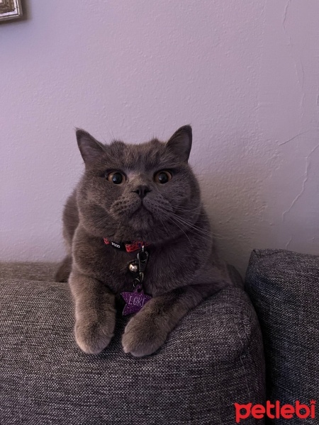 British Shorthair, Kedi  loki fotoğrafı