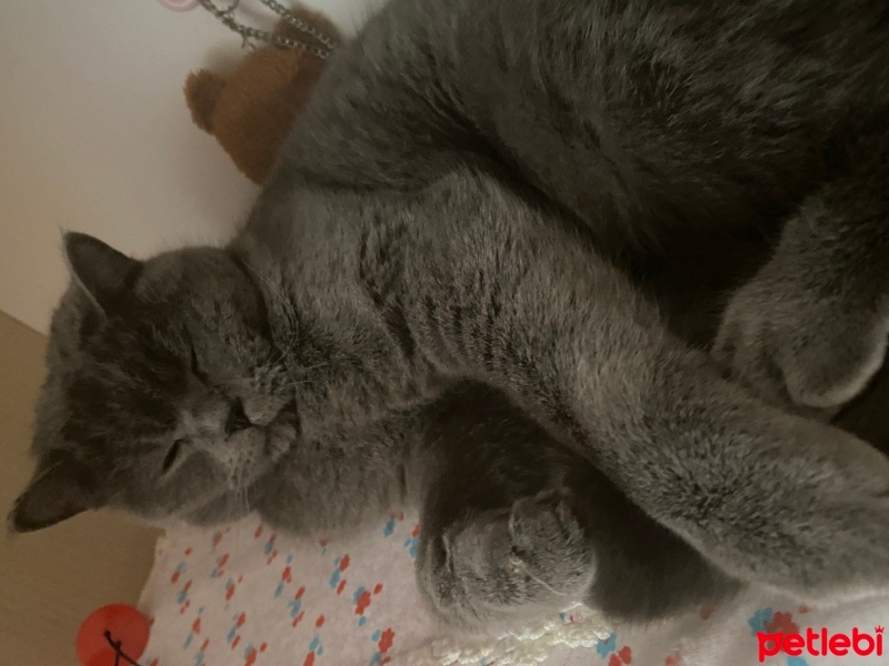 British Shorthair, Kedi  loki fotoğrafı