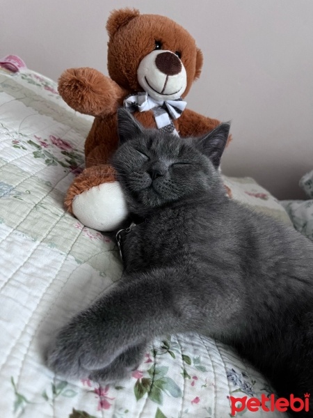 British Shorthair, Kedi  loki fotoğrafı