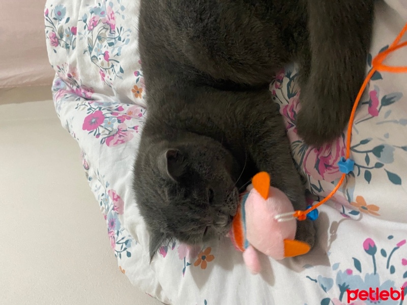 British Shorthair, Kedi  loki fotoğrafı