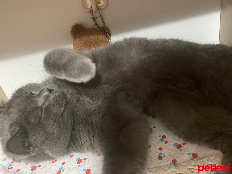 British Shorthair, Kedi  loki fotoğrafı