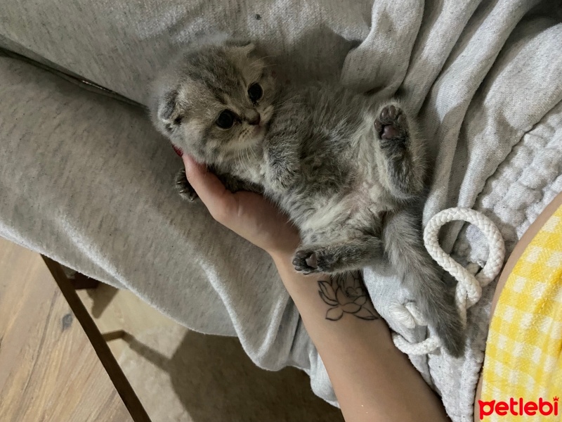 Scottish Fold, Kedi  lidya fotoğrafı
