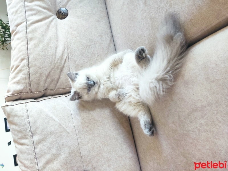 British Shorthair, Kedi  Maya fotoğrafı