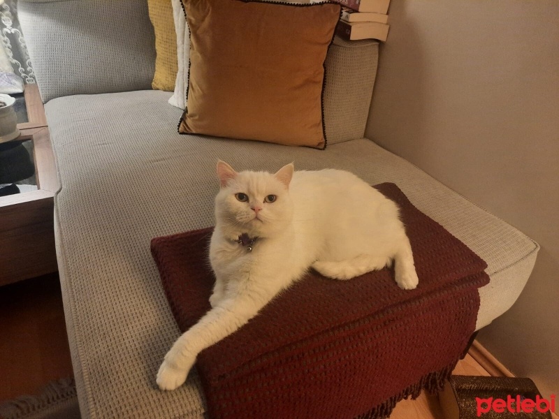 British Shorthair, Kedi  Lady fotoğrafı