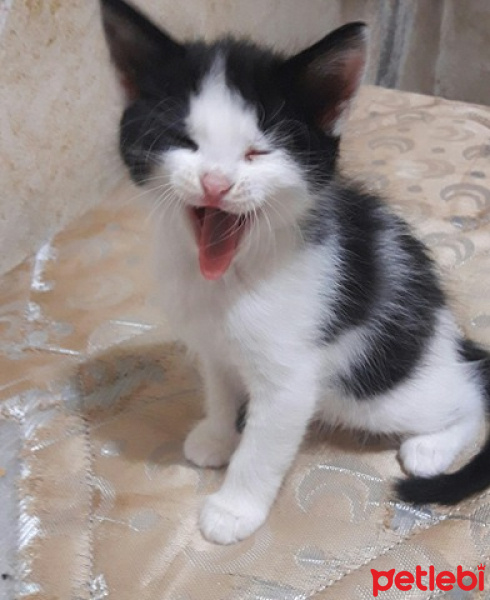 Tuxedo (Smokin) Kedi, Kedi  Pati fotoğrafı