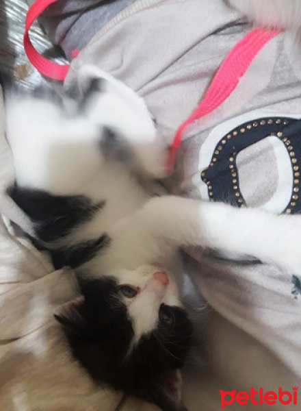 Tuxedo (Smokin) Kedi, Kedi  Pati fotoğrafı