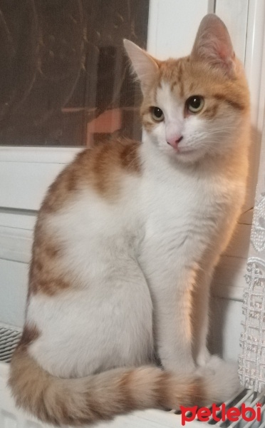 Sarman, Kedi  Minnoş fotoğrafı