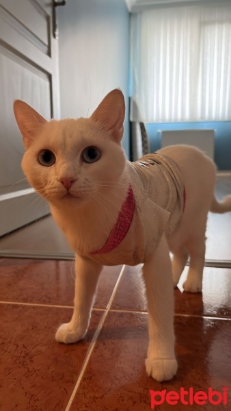 Van Kedisi, Kedi  Puli fotoğrafı