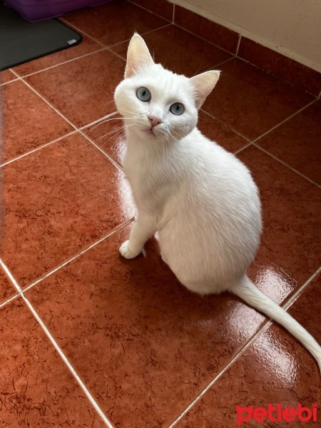 Van Kedisi, Kedi  Puli fotoğrafı
