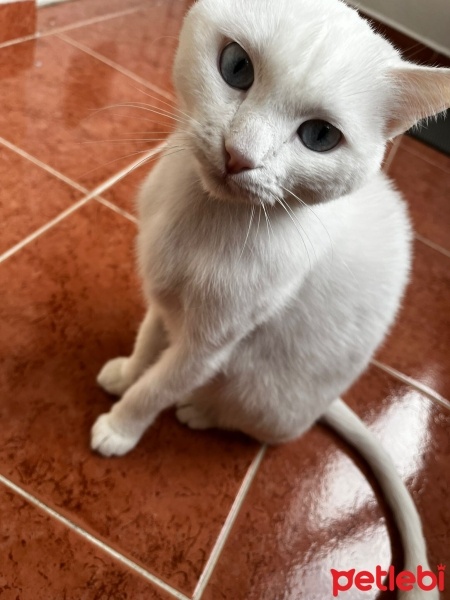 Van Kedisi, Kedi  Puli fotoğrafı