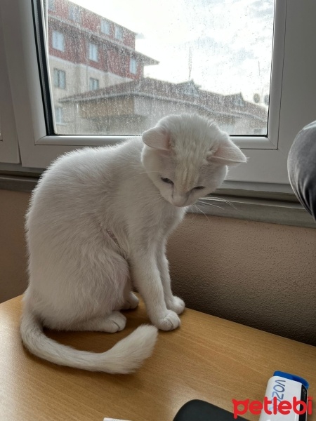 Van Kedisi, Kedi  Puli fotoğrafı