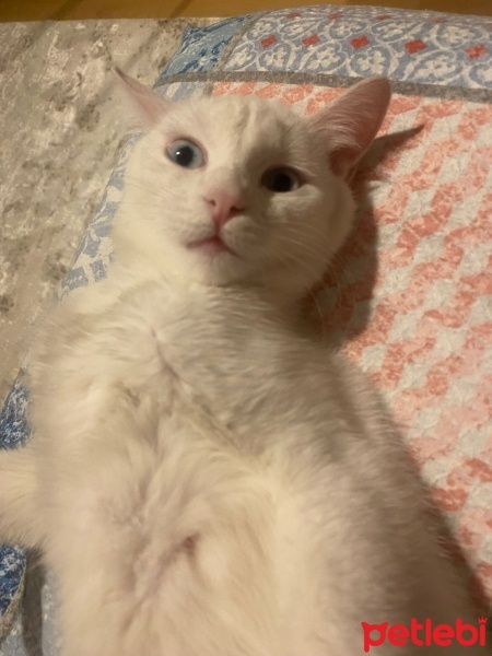 Van Kedisi, Kedi  Puli fotoğrafı