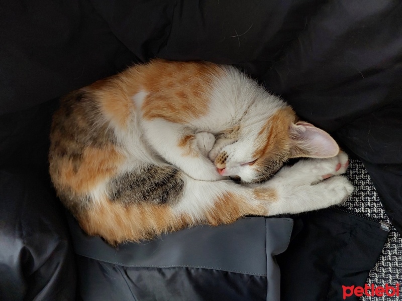 Tekir Kedi, Kedi  Lara fotoğrafı