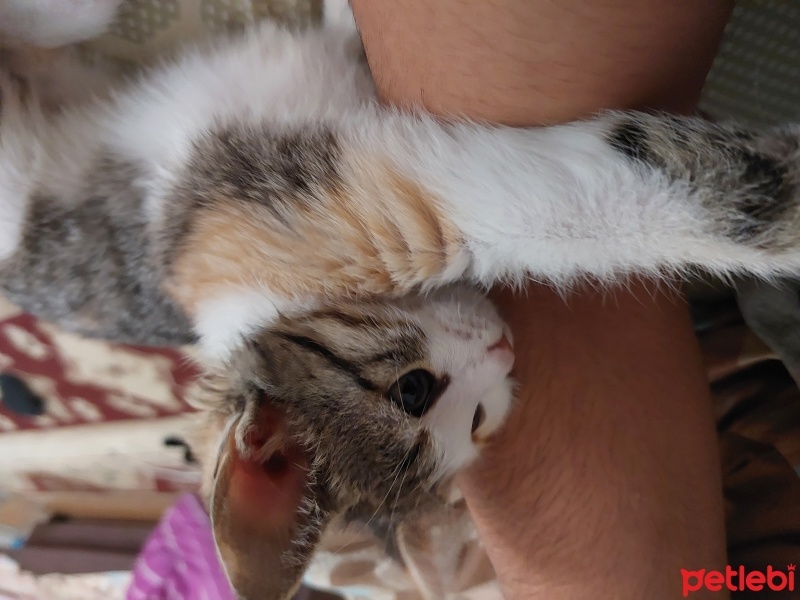 Tekir Kedi, Kedi  Lara fotoğrafı