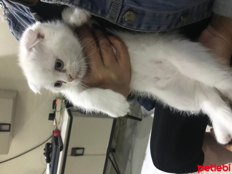 Scottish Fold, Kedi  Pamuk fotoğrafı