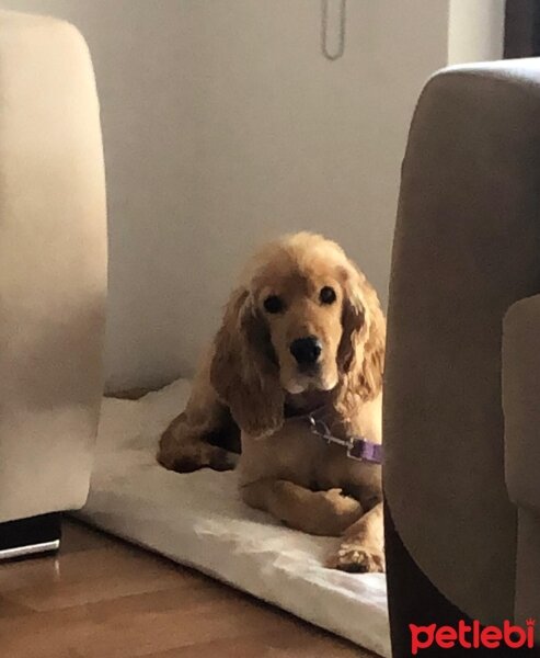 İngiliz Cocker Spaniel, Köpek  Fındık fotoğrafı