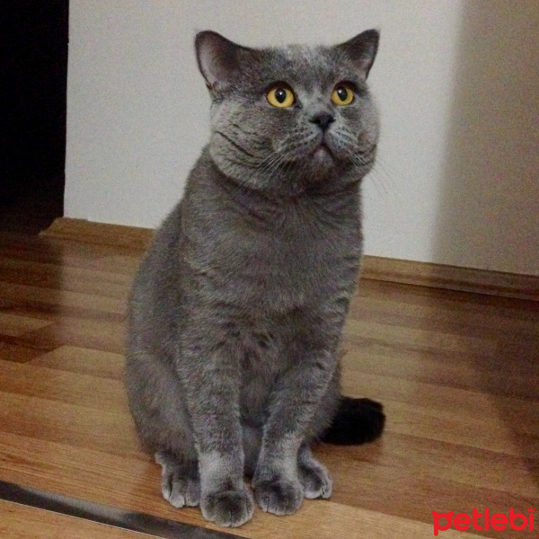 British Shorthair, Kedi  Mısır fotoğrafı