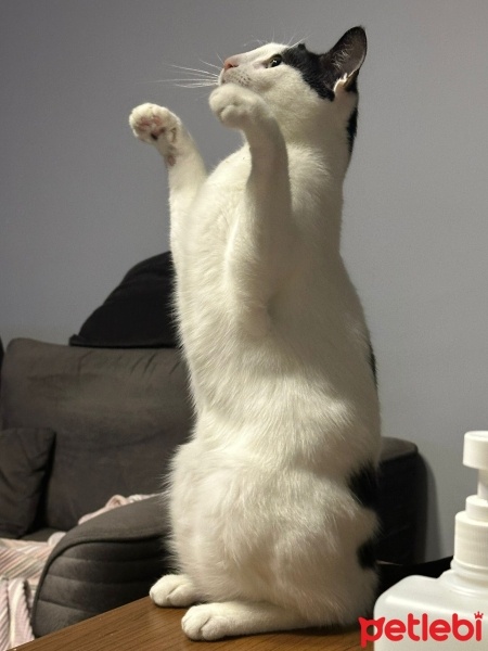 Tuxedo (Smokin) Kedi, Kedi  BONCUK fotoğrafı