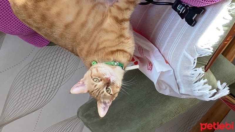 Sarman, Kedi  Behlül fotoğrafı