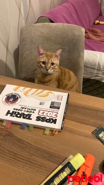 Sarman, Kedi  Behlül fotoğrafı