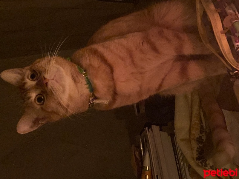 Sarman, Kedi  Behlül fotoğrafı