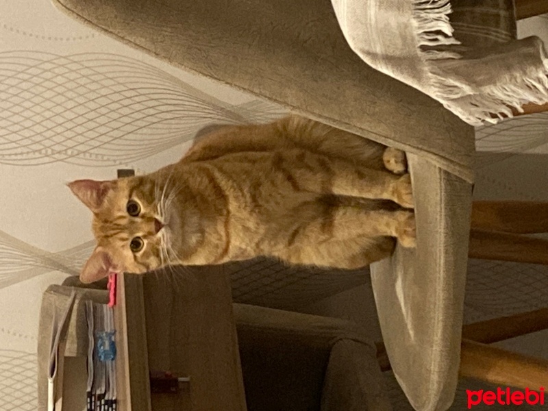 Sarman, Kedi  Behlül fotoğrafı