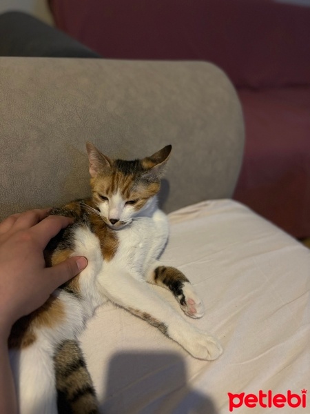Tekir Kedi, Kedi  Susam fotoğrafı