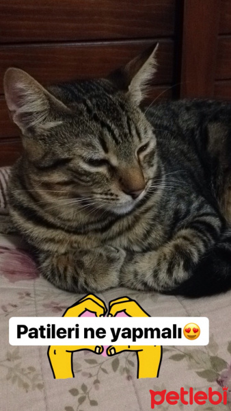 Tekir Kedi, Kedi  Tekila fotoğrafı