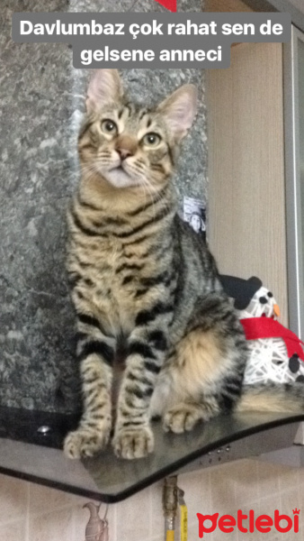 Tekir Kedi, Kedi  Tekila fotoğrafı